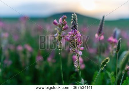 Field Of Pink Flowers Sainfoin, Onobrychis Viciifolia. Wildflowers Background. Farming Concept. Blos
