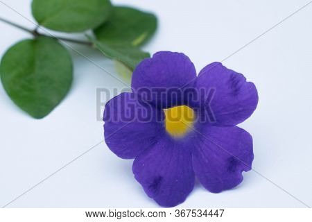 Close Up Of Thunbergia Erecta Blue Flower Is Herbaceous Perennial Climbing Plant. Bush Clockvine, Ki