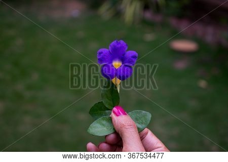 Female Hand Holding Single Flower Thunbergia Erecta Blue Flower, Bush Clockvine, King's Mantle And P