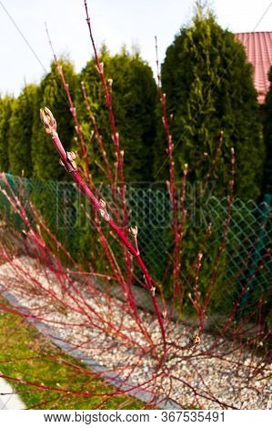 Cornus Alba Argenteomarginata Plant In Spring