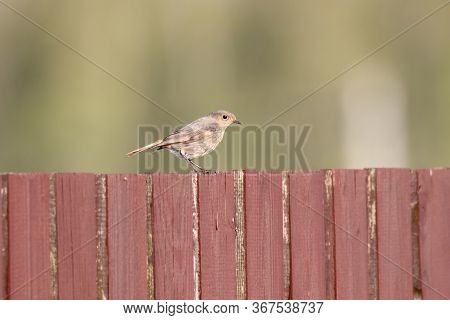 Black Redstart Phoenicurus Ochruros Female Sitting On Wooden Wall Fence In Garden. Cute Little Brown