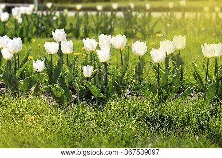The First Beautiful White Tulips On Spring Green Grass.