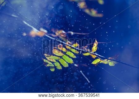 Rowan Leaves In Sunlight And Spray. Bright Green Leaves Of Rowan On A Blue Background. Autumn Vivid 