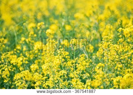 Field Of Bright Yellow Rapeseed In Spring