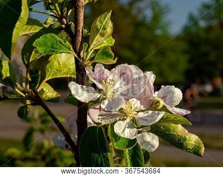 Flowering Apple Trees Are One Of The Most Beautiful Paintings Of Spring. Apple Blossoms Predict The 