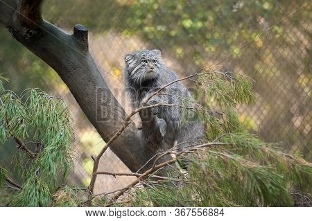Pallas's Cat (otocolobus Manul). Manul Is Living In The Grasslands And Montane Steppes Of Central As