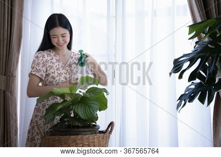 Asian Girl Water The Plants In House, This Image Can Use For Calathea Orbifolia, Water The Plants, F