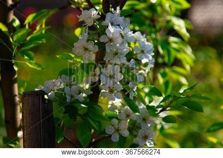 Blooming Cherry Tree In The Garden. Cherry Flowers Close Up.
A Bouquet Flowers. Floral Collage. Flow