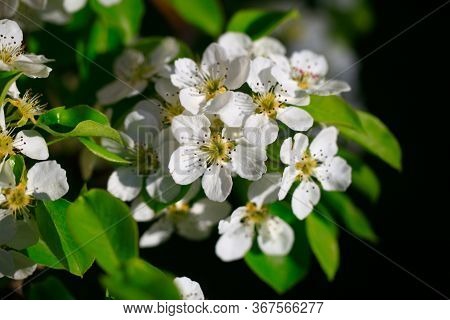 Blooming Cherry Tree In The Garden. Cherry Flowers Close Up.
A Bouquet Flowers. Floral Collage. Flow
