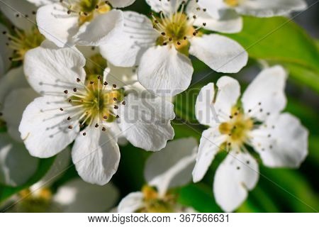 Blooming Cherry Tree In The Garden. Cherry Flowers Close Up.
A Bouquet Flowers. Floral Collage. Flow