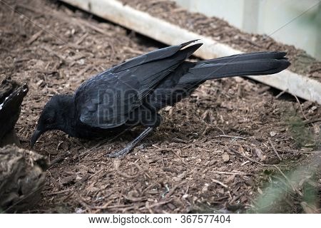 The White Winged Cough Is Almost Completely Black Bird. It Has A Curved Beak, A Red Eye And A Large 