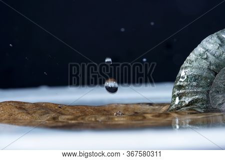 The Ammonites, Ammonoidea Are An Extinct Subgroup Of Cephalopods Photographed In The Studio