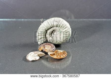 The Ammonites, Ammonoidea Are An Extinct Subgroup Of Cephalopods Photographed In The Studio