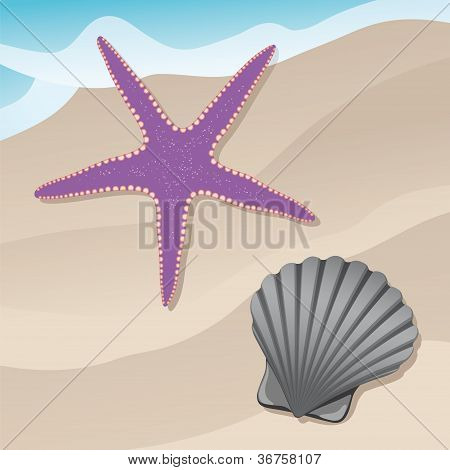 Морская звезда и shell