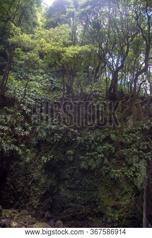 Walk And Discover The Prego Salto Waterfall On The Island Of Sao Miguel, Azores