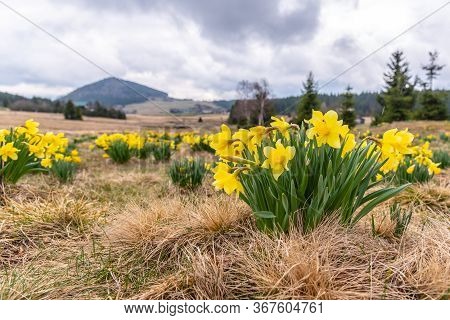 Wild Yellow Narcissus On The Mountain Meadow And Bukovec Hill On Background. Jizerka Village, Jizera
