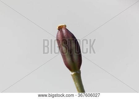 Seed Capsule Of A Lady Tulip, Tulipa Clusiana