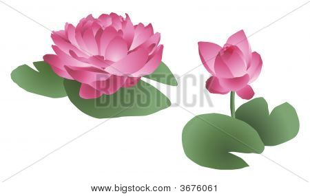 Fiori di loto