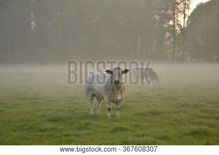 Koe In De Mist Aan De Bosrand