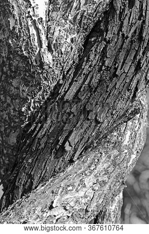 These Inter-twined Vines Made A Textured Image That Black And White Brought Out Even More.