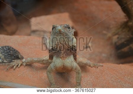 Australian Native Jacky Dragon Lizard, Amphibolurus Muricatus