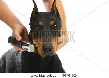 Rasur Hunde face - Dobermann immer Bart rasiert