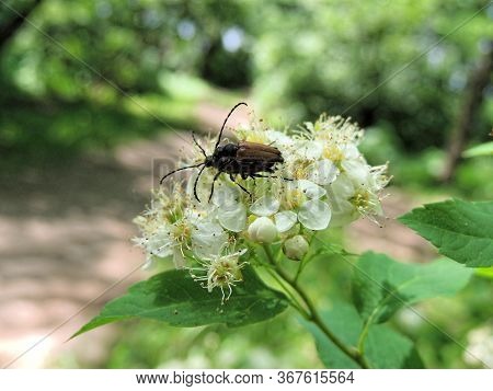 Mating Beetles Of The Genus Anastrangalia Of Subfamily Lepturinae Of The Longhorn Beetle Family In C