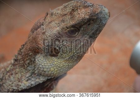 Australian Native Jacky Dragon Lizard, Amphibolurus Muricatus