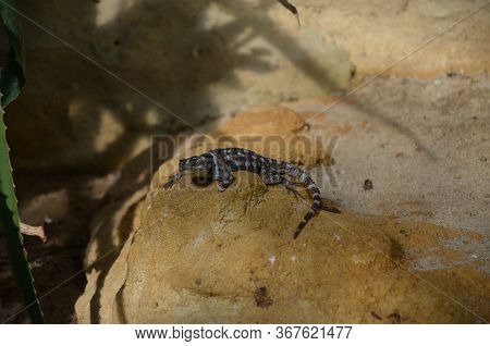 Sagebrush Lizard On The Rock, Frankfurt Am Main Zoo