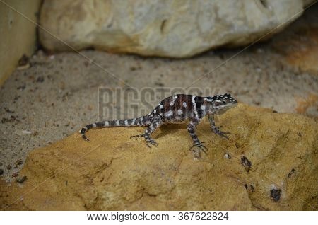 Sagebrush Lizard On The Rock, Frankfurt Am Main Zoo