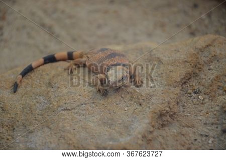 Sagebrush Lizard On The Rock, Frankfurt Am Main Zoo