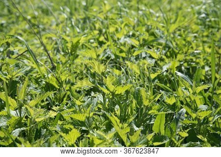 Young And Juicy Nettle Leaves. The Sun Shines Through The Leaves. Beautiful Spring Summer Optimistic