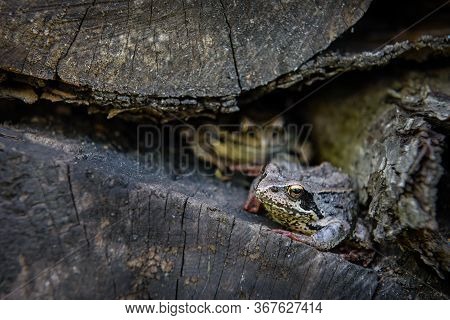 Two Almost Imperceptible Frogs Live In Felled Trees And Disguise Themselves Under The Bark Of A Tree