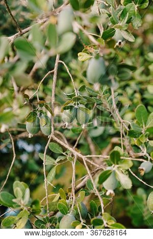 Close-up Of Fruits On The Feijoa Tree, Akka Sellova, Pineapple Grass.