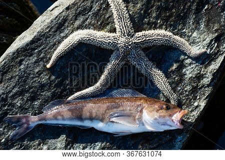 Live sea Arabesque greenling bass perch and starfish lies on a stone