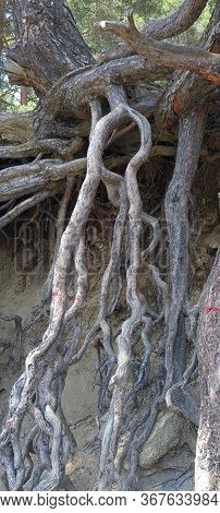 A Close Up Roots Over A Tree