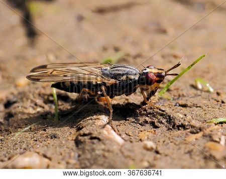 picture-winged fly (dorycera graminum) in natural habitat