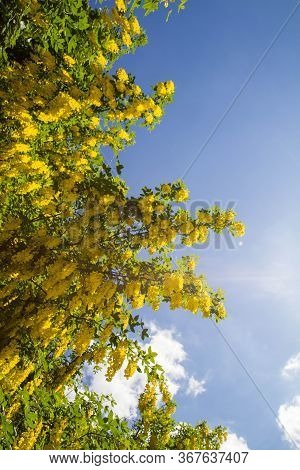The Common Laburnum (laburnum Anagyroides) Blooming In Spring
