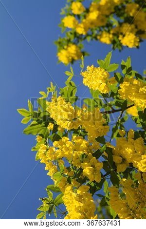 The Common Laburnum (laburnum Anagyroides) Blooming In Spring