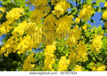 The Common Laburnum (laburnum Anagyroides) Blooming In Spring
