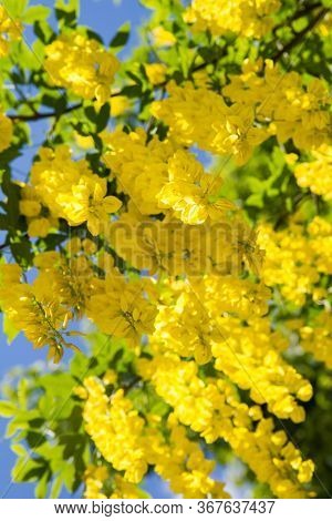 The Common Laburnum (laburnum Anagyroides) Blooming In Spring