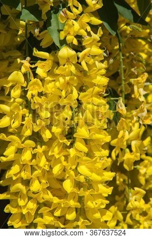 The Common Laburnum (laburnum Anagyroides) Blooming In Spring