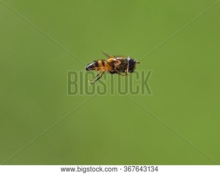 European species of hoverfly (epistrophe eligans) flying