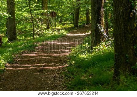 Walking Trail Through The Forest On The Lemberg, Rhineland-palatinate, Germany
