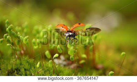 Close-up wildlife of a ladybug in the green grass in the forest. Macrocosm in the wild. Coccinella septempunctata, the seven-spot ladybird, is the most common ladybird in Europe.