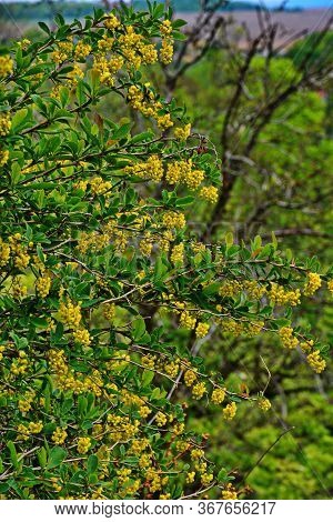 Blossoming Yellow Clusters Of Inflorescences A Branch Of Barberry On A Garden Lawn