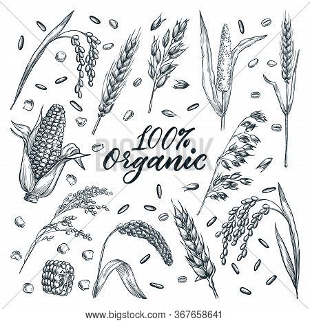 Organic Ears Grain Set, On White Background. Vector Hand-drawn Sketch Illustration. Cereal Harvest A