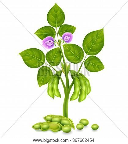 Soy Plant Beans With Green Leaves, Flowers And Pods. Realistic Vector Illustration. Isolated On Whit