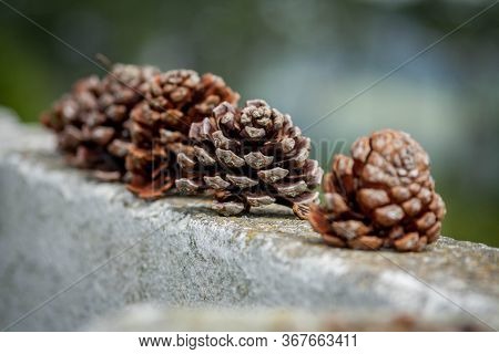 Small Pine Cones Lined Up On A Wall