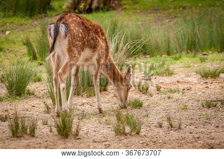 Young Deer Looking Down In A Grass Field